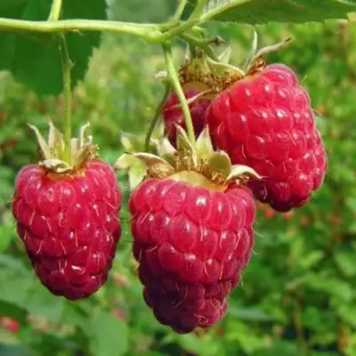 Малина ГОРДОСТЬ РОССИИ в Калинковичах