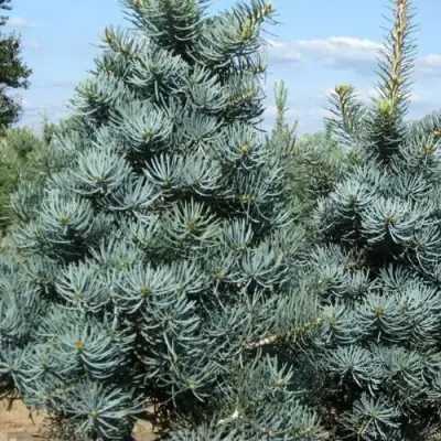 Пихта КОНКОЛОР в Калинковичах