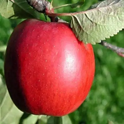 Яблоня РЕДФРИ в Калинковичах