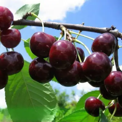 Дюк ЧУДО-ВИШНЯ в Калинковичах