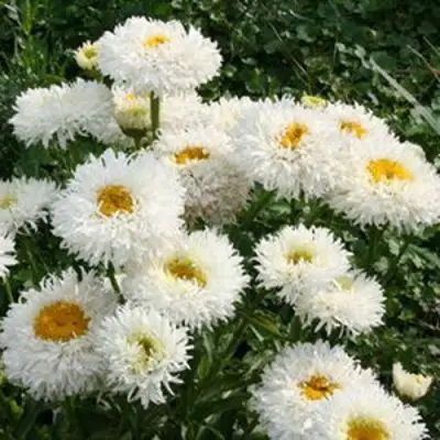 Нивяник КРЕЙЗИ ДЕЙЗИ наибольший в Калинковичах