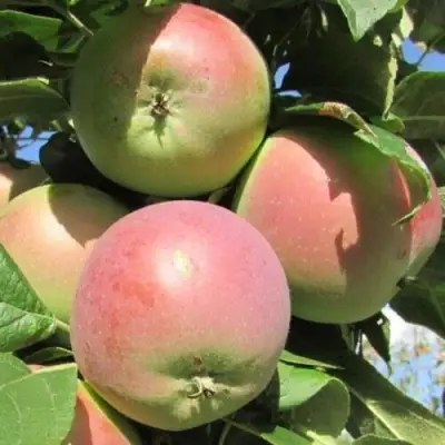 Яблоня МОСКОВСКОЕ ЗИМНЕЕ в Калинковичах