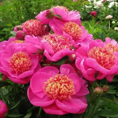 Пион ДОРИН травянистый в Калинковичах