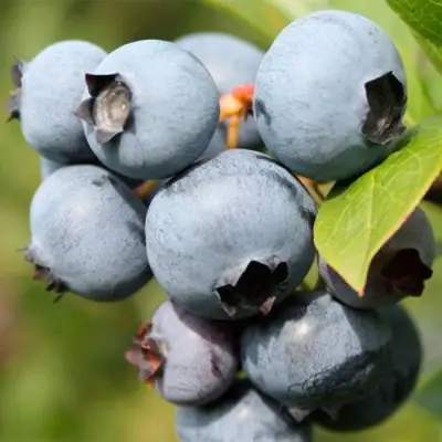 саженцы голубики