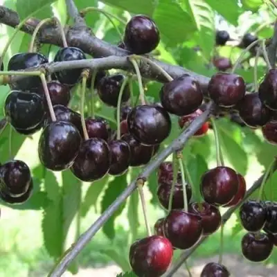 Черешня ЛЮБИМИЦА АСТАХОВА в Калинковичах