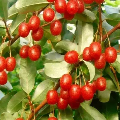 ГУМИ (ЛОХ МНОГОЦВЕТКОВЫЙ) в Калинковичах