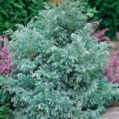 Кипарисовик БУЛЕВАРД горохоплодный в Калинковичах