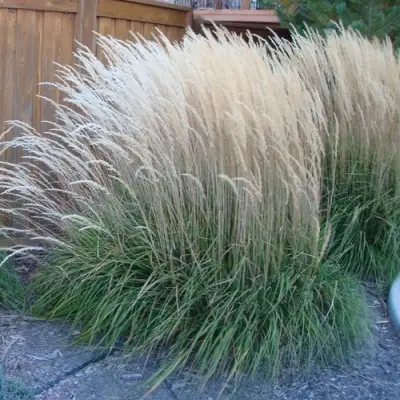 Вейник КАРЛ ФОРСТЕР остроцветковый в Калинковичах