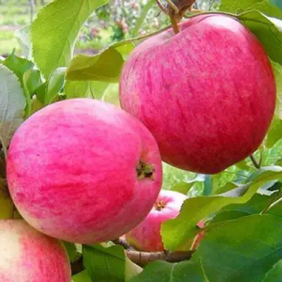 Яблоня РОЗОВЫЙ НАЛИВ в Калинковичах