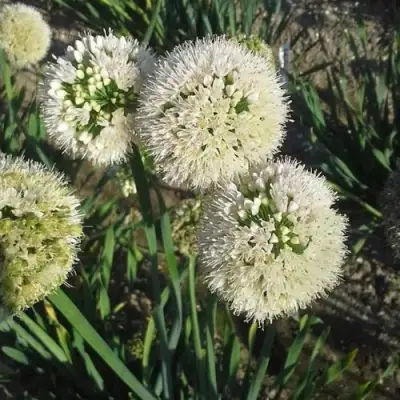 Лук слизун в Калинковичах