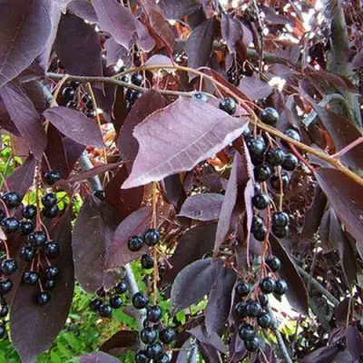 Черемуха виргинская ШУБЕРТ в Калинковичах