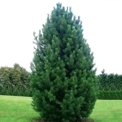 Сосна кедровая европейская в Калинковичах