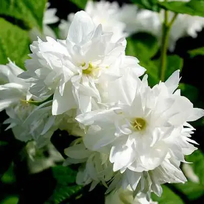 Жасмин ДАМ БЛАНШ в Калинковичах