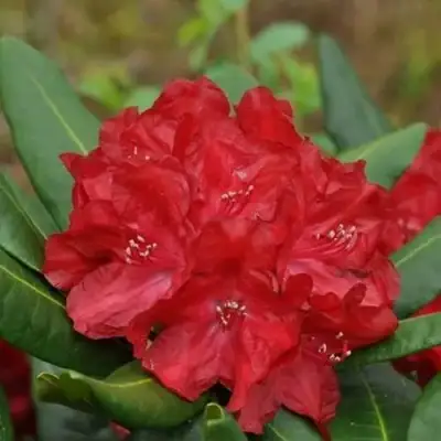 Рододендрон БУЗУКИ в Калинковичах