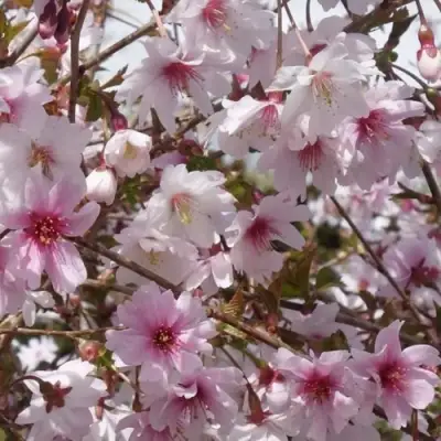 Сакура МИКИНОРИ в Калинковичах