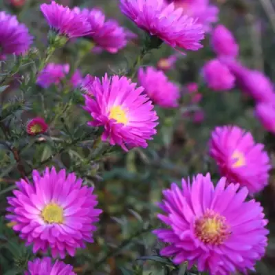 Астра КАРМИНКУППЕЛЬ в Калинковичах