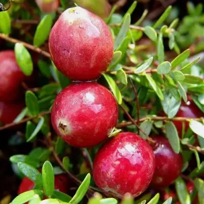 Клюква СТИВЕНС в Калинковичах