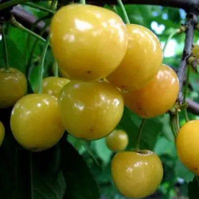 Черешня РОССОШАНСКАЯ ЗОЛОТАЯ в Калинковичах