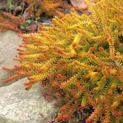 Водяника БЕРНШТЕЙН черная в Калинковичах