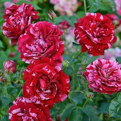 Роза ДИП ИМПРЕШН флорибунда в Калинковичах