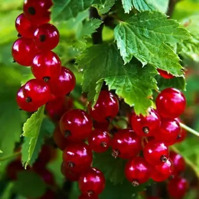 Смородина красная РОЛАН в Калинковичах