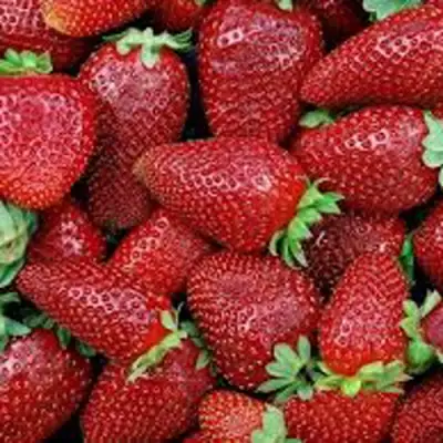 Клубника СКАЛА в Калинковичах