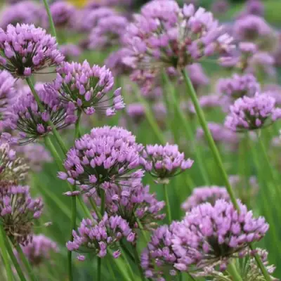 Лук угловатый в Калинковичах