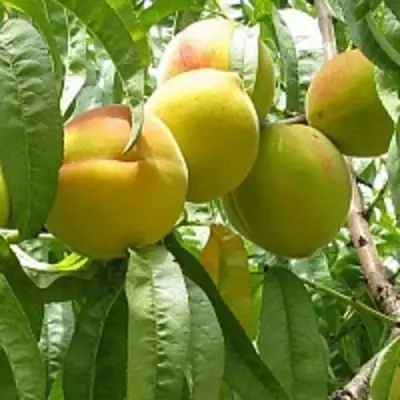 Персик СЕЯНЕЦ СТАРКА в Калинковичах