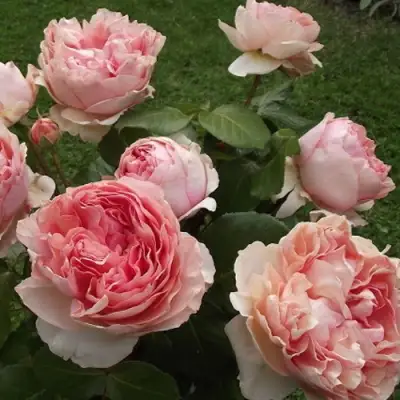 Роза ФИЛИНГ чайно-гибридная в Калинковичах