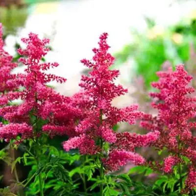 Астильба ЮНИК КАРМИН гибридная в Калинковичах