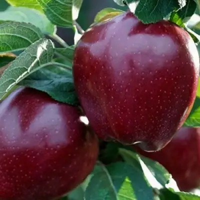 Яблоня РЕД ЧИФ в Калинковичах