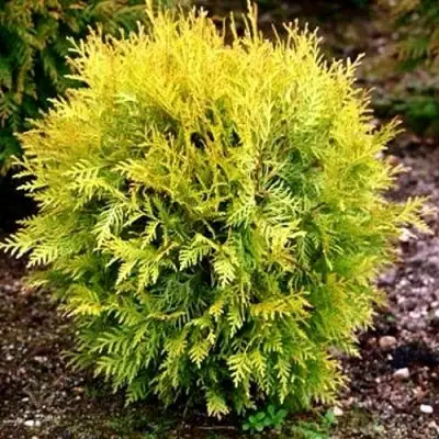 Туя ГЛОБОЗА АУРЕА западная в Калинковичах