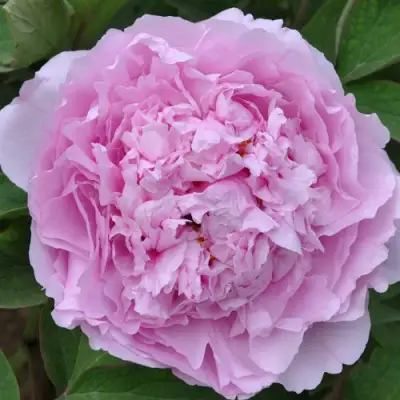 Пион ПРОЗРАЧНАЯ РОСА древовидный в Калинковичах