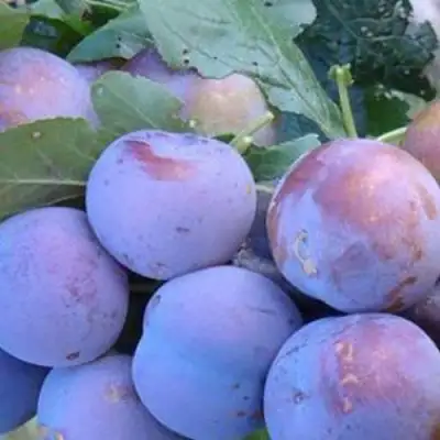 Слива НАГРАДА НЕМАНСКАЯ в Калинковичах