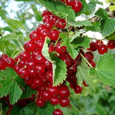 Смородина красная ГОЛЛАНДСКАЯ КРАСНАЯ в Калинковичах