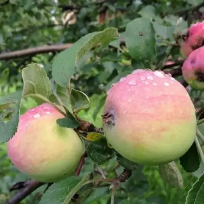 Яблоня УТРО в Калинковичах