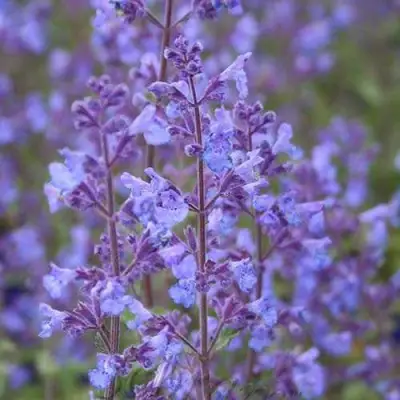 Котовник КИТ КЭТ фассена в Калинковичах