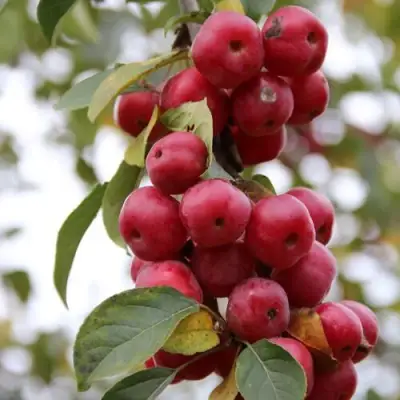 Яблоня РЕД ОБЕЛИСК колонновидная в Калинковичах