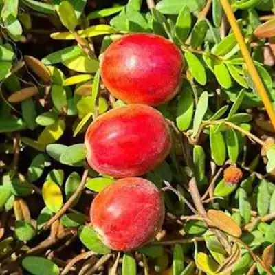 Клюква БАИН 6 в Калинковичах