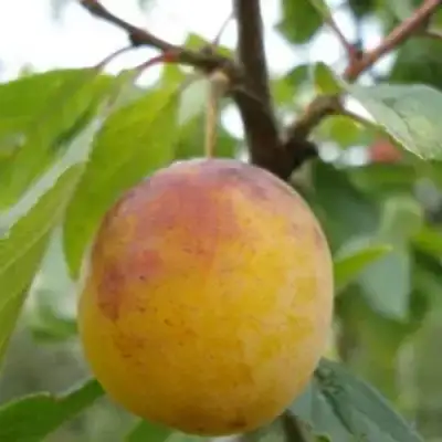 Слива ЯХОНТОВАЯ в Калинковичах