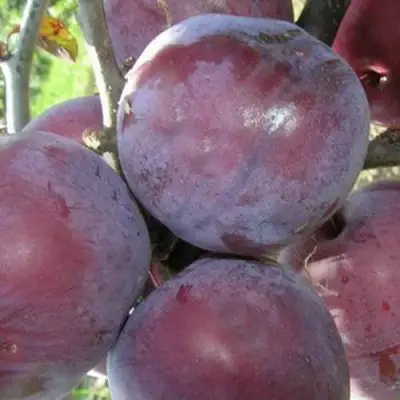 Слива ПАННА в Калинковичах