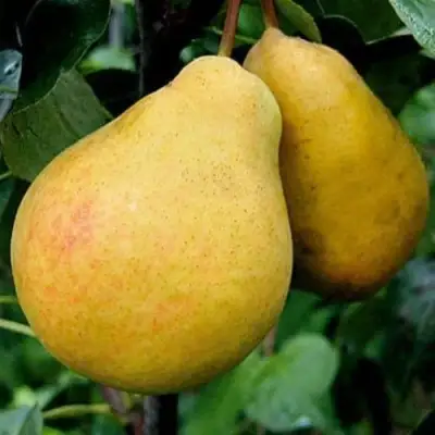 Груша ВЕЛИКАЯ ЛЕТНЯЯ (БОЛЬШАЯ ЛЕТНЯЯ) в Калинковичах