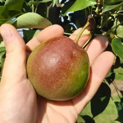 Груша КУПАЛА в Калинковичах