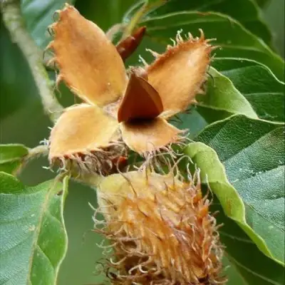 Бук обыкновенный в Калинковичах