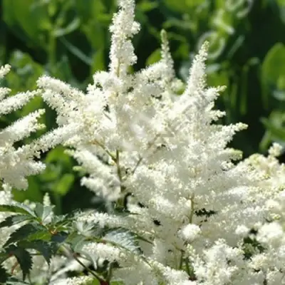 Астильба ХЭППИ ДЕЙ Арендса в Калинковичах