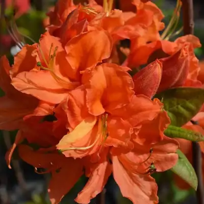 Азалия МАНДАРИН ЛАЙТС листопадная в Калинковичах