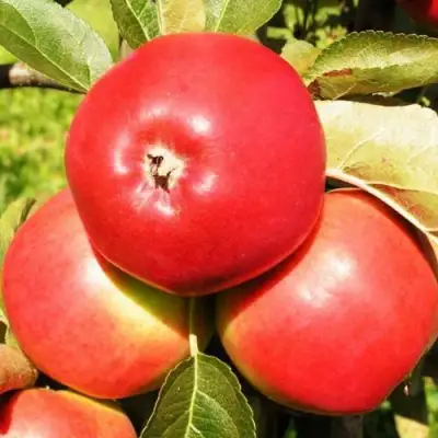 Яблоня СЯБРЫНА в Калинковичах