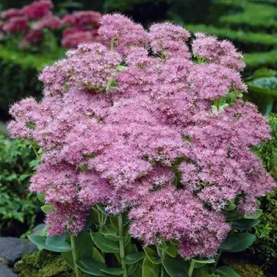 Очиток (седум) БРИЛЛИАНТ в Калинковичах