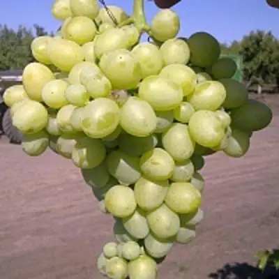 Виноград АРКАДИЯ в Калинковичах