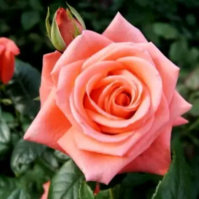 Роза ВАУ чайно-гибридная в Калинковичах